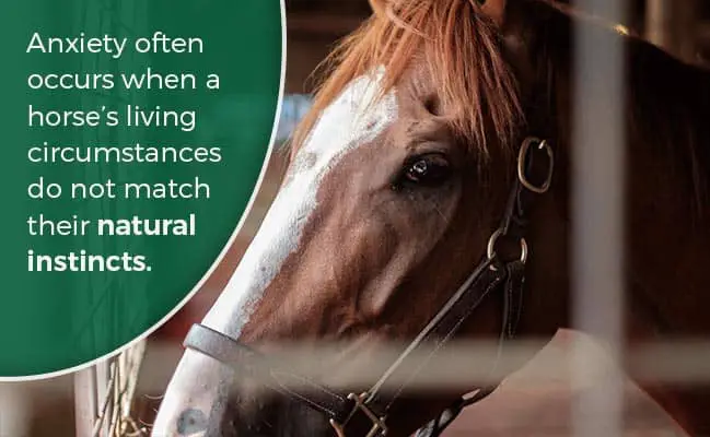 Anxiety often occurs when a horse's living horse circumstances do not match natural instincts.